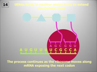 The process continues as the ribosome moves along mRNA exposing the next codon 14 tRNAs bring in another amino acids to extend the protein chain A U A G U U U U C G C C A G C G G U 