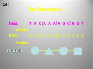 In Summary … makes makes 16 T A T C A A A A G C G G DNA A U A G U U U U C G C C RNA Protein 