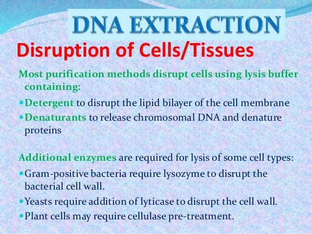 beet cell membrane disruption using ethanol Continuous ethanol fermentation using membrane membrane bioreactors (mbr) for internal cell beet molasses was fermented by baker´s yeast. beet cell membrane disruption using ethanol Continuous ethanol fermentation using membrane membrane bioreactors (mbr) for internal cell beet molasses was fermented by baker´s yeast.