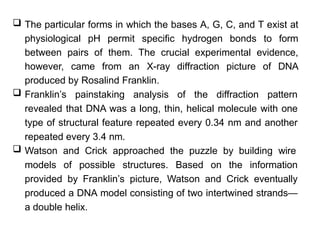  The particular forms in which the bases A, G, C, and T exist at
physiological pH permit specific hydrogen bonds to form
between pairs of them. The crucial experimental evidence,
however, came from an X-ray diffraction picture of DNA
produced by Rosalind Franklin.
 Franklin’s painstaking analysis of the diffraction pattern
revealed that DNA was a long, thin, helical molecule with one
type of structural feature repeated every 0.34 nm and another
repeated every 3.4 nm.
 Watson and Crick approached the puzzle by building wire
models of possible structures. Based on the information
provided by Franklin’s picture, Watson and Crick eventually
produced a DNA model consisting of two intertwined strands—
a double helix.
 