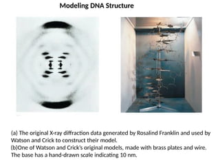(a) The original X-ray diffraction data generated by Rosalind Franklin and used by
Watson and Crick to construct their model.
(b)One of Watson and Crick’s original models, made with brass plates and wire.
The base has a hand-drawn scale indicating 10 nm.
Modeling DNA Structure
 