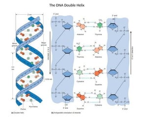 The DNA Double Helix
 