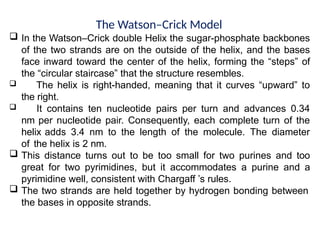 The Watson–Crick Model
 In the Watson–Crick double Helix the sugar-phosphate backbones
of the two strands are on the outside of the helix, and the bases
face inward toward the center of the helix, forming the “steps” of
the “circular staircase” that the structure resembles.
 The helix is right-handed, meaning that it curves “upward” to
the right.
 It contains ten nucleotide pairs per turn and advances 0.34
nm per nucleotide pair. Consequently, each complete turn of the
helix adds 3.4 nm to the length of the molecule. The diameter
of the helix is 2 nm.
 This distance turns out to be too small for two purines and too
great for two pyrimidines, but it accommodates a purine and a
pyrimidine well, consistent with Chargaff ’s rules.
 The two strands are held together by hydrogen bonding between
the bases in opposite strands.
 