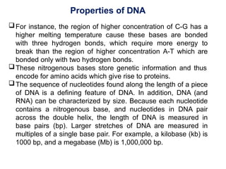 Properties of DNA
For instance, the region of higher concentration of C-G has a
higher melting temperature cause these bases are bonded
with three hydrogen bonds, which require more energy to
break than the region of higher concentration A-T which are
bonded only with two hydrogen bonds.
These nitrogenous bases store genetic information and thus
encode for amino acids which give rise to proteins.
The sequence of nucleotides found along the length of a piece
of DNA is a defining feature of DNA. In addition, DNA (and
RNA) can be characterized by size. Because each nucleotide
contains a nitrogenous base, and nucleotides in DNA pair
across the double helix, the length of DNA is measured in
base pairs (bp). Larger stretches of DNA are measured in
multiples of a single base pair. For example, a kilobase (kb) is
1000 bp, and a megabase (Mb) is 1,000,000 bp.
 