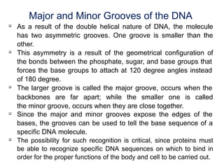 Major and Minor Grooves of the DNA

As a result of the double helical nature of DNA, the molecule
has two asymmetric grooves. One groove is smaller than the
other.

This asymmetry is a result of the geometrical configuration of
the bonds between the phosphate, sugar, and base groups that
forces the base groups to attach at 120 degree angles instead
of 180 degree.

The larger groove is called the major groove, occurs when the
backbones are far apart; while the smaller one is called
the minor groove, occurs when they are close together.

Since the major and minor grooves expose the edges of the
bases, the grooves can be used to tell the base sequence of a
specific DNA molecule.

The possibility for such recognition is critical, since proteins must
be able to recognize specific DNA sequences on which to bind in
order for the proper functions of the body and cell to be carried out.
 