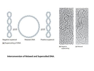 Interconversion of Relaxed and Supercoiled DNA.
 
