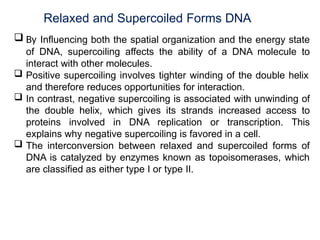 Relaxed and Supercoiled Forms DNA
 By Influencing both the spatial organization and the energy state
of DNA, supercoiling affects the ability of a DNA molecule to
interact with other molecules.
 Positive supercoiling involves tighter winding of the double helix
and therefore reduces opportunities for interaction.
 In contrast, negative supercoiling is associated with unwinding of
the double helix, which gives its strands increased access to
proteins involved in DNA replication or transcription. This
explains why negative supercoiling is favored in a cell.
 The interconversion between relaxed and supercoiled forms of
DNA is catalyzed by enzymes known as topoisomerases, which
are classified as either type I or type II.
 