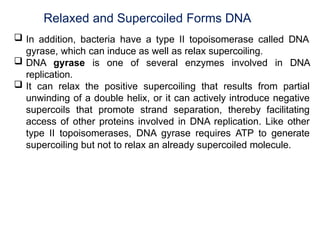 Relaxed and Supercoiled Forms DNA
 In addition, bacteria have a type II topoisomerase called DNA
gyrase, which can induce as well as relax supercoiling.
 DNA gyrase is one of several enzymes involved in DNA
replication.
 It can relax the positive supercoiling that results from partial
unwinding of a double helix, or it can actively introduce negative
supercoils that promote strand separation, thereby facilitating
access of other proteins involved in DNA replication. Like other
type II topoisomerases, DNA gyrase requires ATP to generate
supercoiling but not to relax an already supercoiled molecule.
 