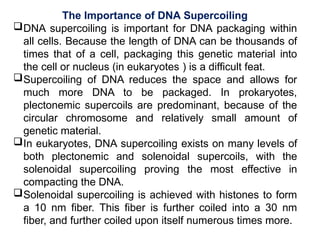 The Importance of DNA Supercoiling
DNA supercoiling is important for DNA packaging within
all cells. Because the length of DNA can be thousands of
times that of a cell, packaging this genetic material into
the cell or nucleus (in eukaryotes ) is a difficult feat.
Supercoiling of DNA reduces the space and allows for
much more DNA to be packaged. In prokaryotes,
plectonemic supercoils are predominant, because of the
circular chromosome and relatively small amount of
genetic material.
In eukaryotes, DNA supercoiling exists on many levels of
both plectonemic and solenoidal supercoils, with the
solenoidal supercoiling proving the most effective in
compacting the DNA.
Solenoidal supercoiling is achieved with histones to form
a 10 nm fiber. This fiber is further coiled into a 30 nm
fiber, and further coiled upon itself numerous times more.
 