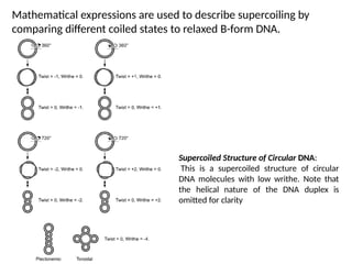 Mathematical expressions are used to describe supercoiling by
comparing different coiled states to relaxed B-form DNA.
Supercoiled Structure of Circular DNA:
This is a supercoiled structure of circular
DNA molecules with low writhe. Note that
the helical nature of the DNA duplex is
omitted for clarity
 