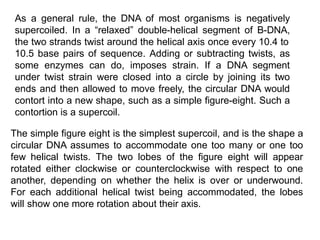 As a general rule, the DNA of most organisms is negatively
supercoiled. In a “relaxed” double-helical segment of B-DNA,
the two strands twist around the helical axis once every 10.4 to
10.5 base pairs of sequence. Adding or subtracting twists, as
some enzymes can do, imposes strain. If a DNA segment
under twist strain were closed into a circle by joining its two
ends and then allowed to move freely, the circular DNA would
contort into a new shape, such as a simple figure-eight. Such a
contortion is a supercoil.
The simple figure eight is the simplest supercoil, and is the shape a
circular DNA assumes to accommodate one too many or one too
few helical twists. The two lobes of the figure eight will appear
rotated either clockwise or counterclockwise with respect to one
another, depending on whether the helix is over or underwound.
For each additional helical twist being accommodated, the lobes
will show one more rotation about their axis.
 