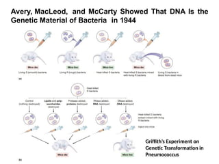Avery, MacLeod, and McCarty Showed That DNA Is the
Genetic Material of Bacteria in 1944
Griffith’s Experiment on
Genetic Transformation in
Pneumococcus
 