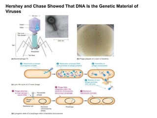 Hershey and Chase Showed That DNA Is the Genetic Material of
Viruses
 