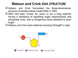 Watson and Crick DNA STRUCTURE
 Watson and Crick formulated the three-dimensional
structure of double-helical model DNA in 1953.
 DNA had been known for years to be a long polymer
having a backbone of repeating sugar (deoxyribose) and
phosphate units, with a nitrogenous base attached to each
sugar.
 Watson and Crick were aided by knowing Chargaff ’s rules.
 