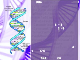 DNA




            5′ - 3′
               3′ -5′




                        A–
T     C-G

      DNA     20
 