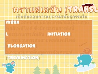 mRNA

1.             initiation

 elongation

 termination
 
