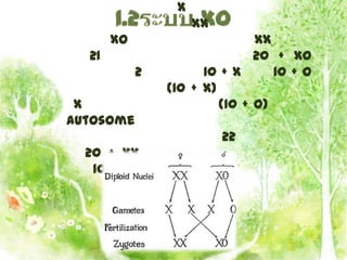 X
                     XX
       XO                      XX
  21                           20 + XO
            2         10 + X      10 + O
                (10 + X)
 X                       (10 + O)
autosome
                          22
  20 + XX
   10 + X
 