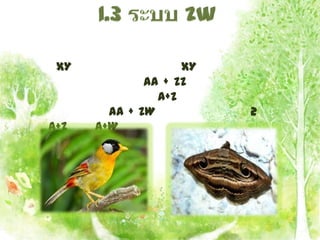 XY                 XY
              AA + ZZ
                A+Z
        AA + ZW          2
A+Z   A+W
 