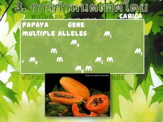 Carica
papaya     gene
multiple alleles    M1
            M2
       m                    M1
, M2    m         M1 m
             M2 m
            mm
 
