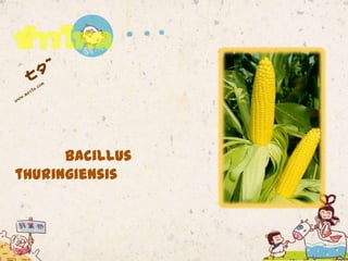 Bacillus
thuringiensis
 