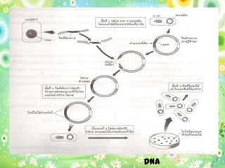 DNA
 