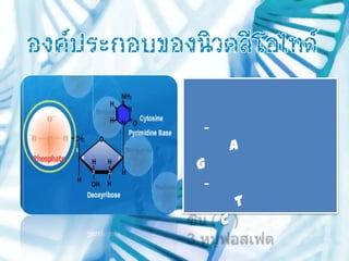 -
         A
G
 -
         T
     C
 