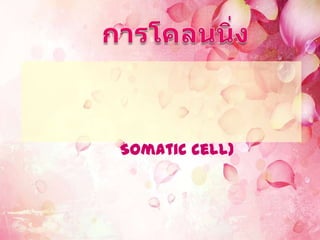 Somatic cell)
 