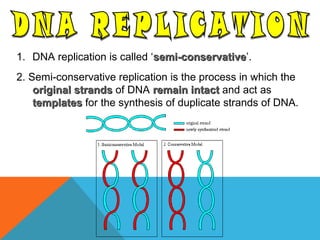 1. DNA replication is called ‘semi-conservativesemi-conservative’.
2. Semi-conservative replication is the process in which the
original strandsoriginal strands of DNA remain intactremain intact and act as
templatestemplates for the synthesis of duplicate strands of DNA.
 