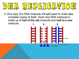 3. One copy of a DNA molecule will split apart to make twotwo
complete copies of itself. Each new DNA molecule is
made up of half of the oldhalf of the old molecule and half of a newhalf of a new
molecule.
 