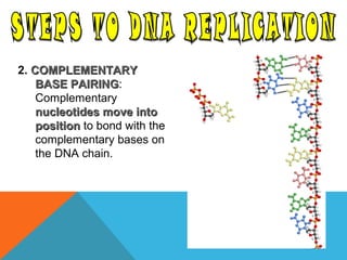 2. COMPLEMENTARYCOMPLEMENTARY
BASE PAIRINGBASE PAIRING:
Complementary
nucleotides move intonucleotides move into
positionposition to bond with the
complementary bases on
the DNA chain.
 