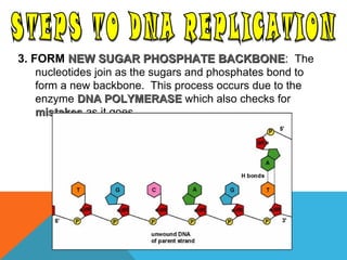 3. FORM NEW SUGAR PHOSPHATE BACKBONENEW SUGAR PHOSPHATE BACKBONE: The
nucleotides join as the sugars and phosphates bond to
form a new backbone. This process occurs due to the
enzyme DNA POLYMERASEDNA POLYMERASE which also checks for
mistakesmistakes as it goes.
 