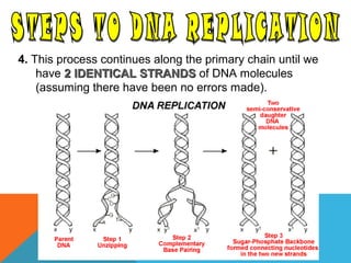 4. This process continues along the primary chain until we
have 2 IDENTICAL STRANDS2 IDENTICAL STRANDS of DNA molecules
(assuming there have been no errors made).
 