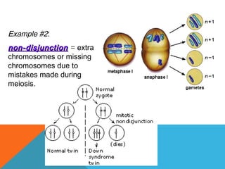 Example #2:
non-disjunctionnon-disjunction = extra
chromosomes or missing
chromosomes due to
mistakes made during
meiosis.
 