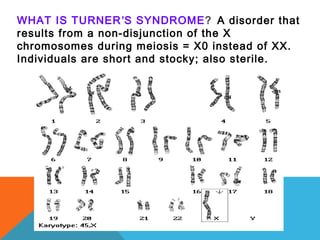 WHAT IS TURNER’S SYNDROME? A disorder that
results from a non-disjunction of the X
chromosomes during meiosis = X0 instead of XX.
Individuals are short and stocky; also sterile.
 