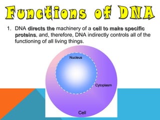 1. DNA directs thedirects the machinery of a cell to make specificcell to make specific
proteinsproteins, and, therefore, DNA indirectly controls all of the
functioning of all living things.
 