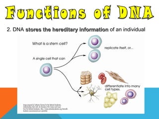 2. DNA stores the hereditary informationstores the hereditary information of an individual
 