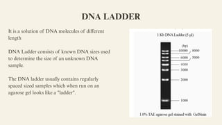 Dna Ladder Example DNA agarose gel electrophoresis M pharmacy phamacology | PDF