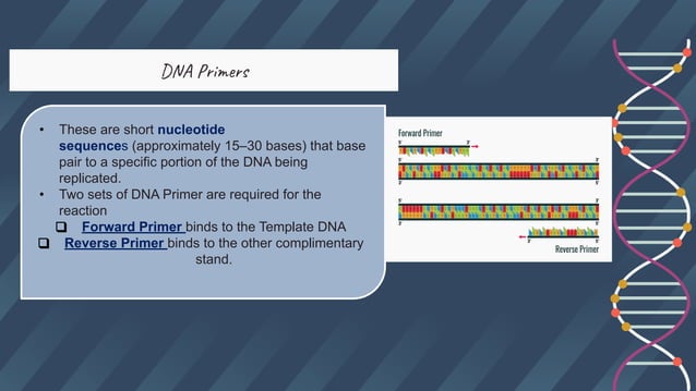 DNA AMPLIFICATION-theory.pptx.pdf