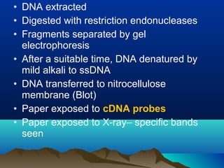 • DNA extracted
• Digested with restriction endonucleases
• Fragments separated by gel
electrophoresis
• After a suitable time, DNA denatured by
mild alkali to ssDNA
• DNA transferred to nitrocellulose
membrane (Blot)
• Paper exposed to cDNA probes
• Paper exposed to X-ray– specific bands
seen
 