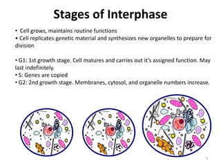 Dna and cell cycle | PPTX