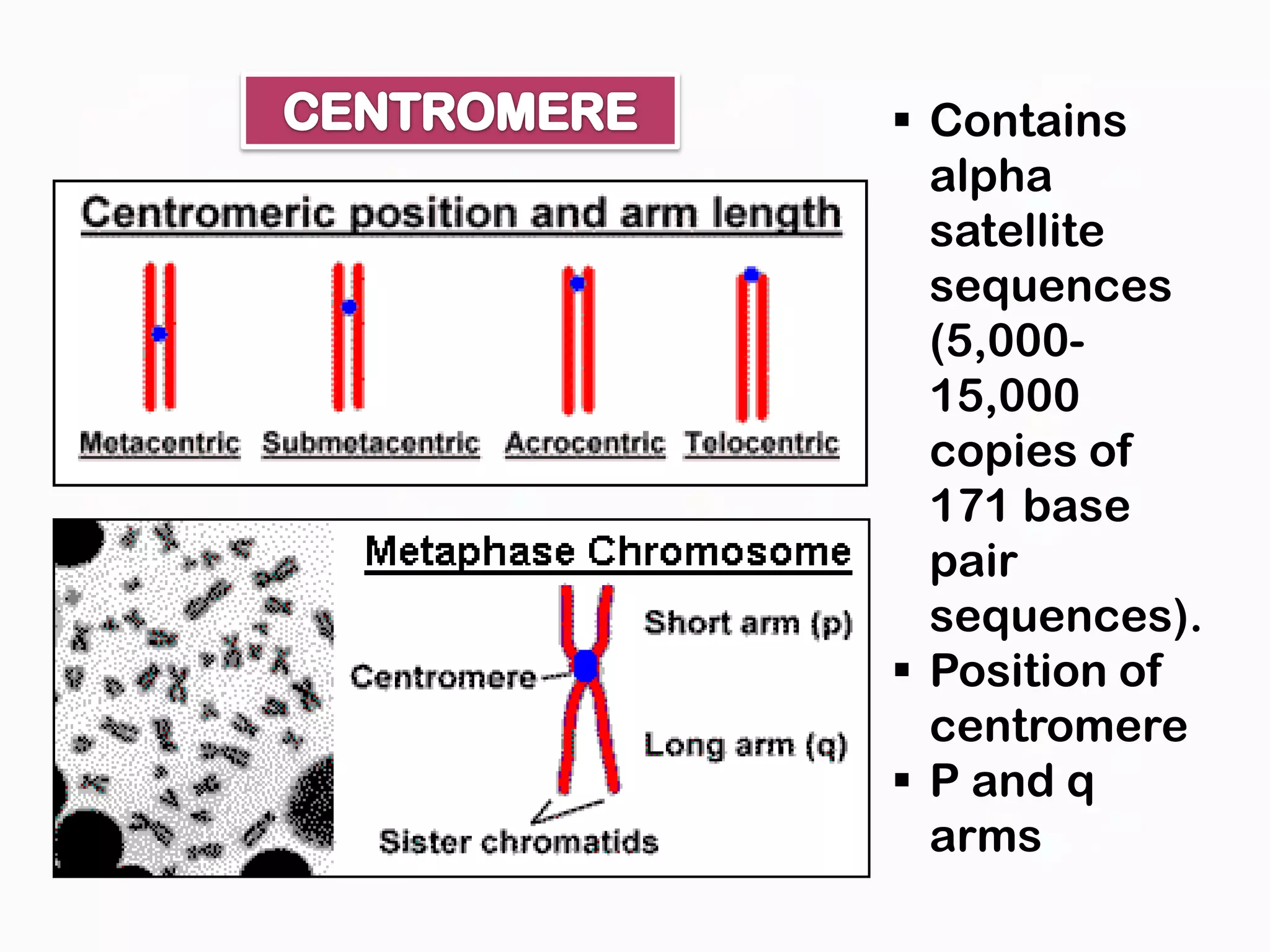 Dna and chromosomes | PPTX