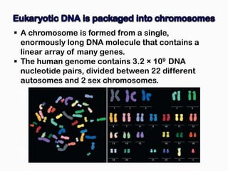  A chromosome is formed from a single,
  enormously long DNA molecule that contains a
  linear array of many genes.
 The human genome contains 3.2 × 109 DNA
  nucleotide pairs, divided between 22 different
  autosomes and 2 sex chromosomes.
 