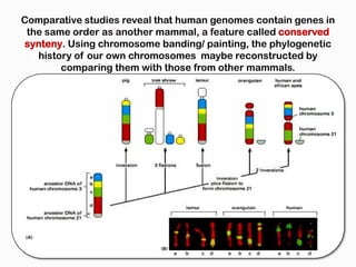 Comparative studies reveal that human genomes contain genes in
 the same order as another mammal, a feature called conserved
 synteny. Using chromosome banding/ painting, the phylogenetic
   history of our own chromosomes maybe reconstructed by
        comparing them with those from other mammals.
 