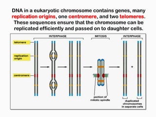DNA in a eukaryotic chromosome contains genes, many
replication origins, one centromere, and two telomeres.
 These sequences ensure that the chromosome can be
 replicated efficiently and passed on to daughter cells.
 