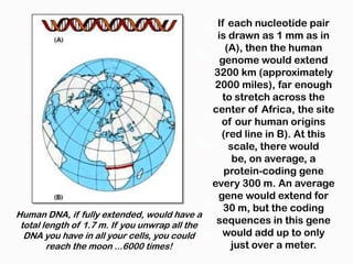 If each nucleotide pair
                                                 is drawn as 1 mm as in
                                                    (A), then the human
                                                  genome would extend
                                                3200 km (approximately
                                                2000 miles), far enough
                                                   to stretch across the
                                                center of Africa, the site
                                                  of our human origins
                                                  (red line in B). At this
                                                     scale, there would
                                                      be, on average, a
                                                   protein-coding gene
                                                every 300 m. An average
                                                 gene would extend for
                                                   30 m, but the coding
Human DNA, if fully extended, would have a
 total length of 1.7 m. If you unwrap all the    sequences in this gene
  DNA you have in all your cells, you could        would add up to only
        reach the moon ...6000 times!                just over a meter.
 
