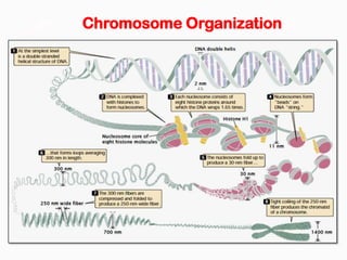 Chromosome Organization
 