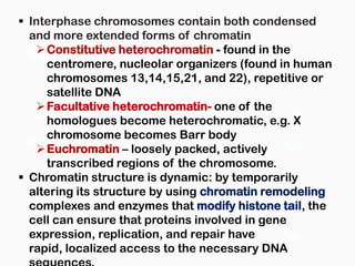  Interphase chromosomes contain both condensed
  and more extended forms of chromatin
    Constitutive heterochromatin - found in the
     centromere, nucleolar organizers (found in human
     chromosomes 13,14,15,21, and 22), repetitive or
     satellite DNA
    Facultative heterochromatin- one of the
     homologues become heterochromatic, e.g. X
     chromosome becomes Barr body
    Euchromatin – loosely packed, actively
     transcribed regions of the chromosome.
 Chromatin structure is dynamic: by temporarily
  altering its structure by using chromatin remodeling
  complexes and enzymes that modify histone tail, the
  cell can ensure that proteins involved in gene
  expression, replication, and repair have
  rapid, localized access to the necessary DNA
 