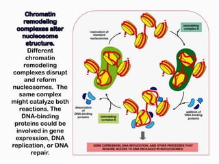 Different
      chromatin
     remodeling
complexes disrupt
     and reform
nucleosomes. The
   same complex
might catalyze both
   reactions. The
    DNA-binding
 proteins could be
  involved in gene
 expression, DNA
replication, or DNA
        repair.
 