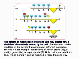 Each histone can be
modified by the covalent attachment of different molecules.
Histone H3, for example, can receive an acetyl group (Ac), a
methyl group (Me), or a phosphate (P). Note that some positions
(e.g., lysine 9 and 27) can be modified in more than one way.
 