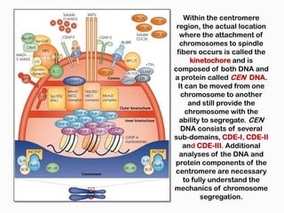 Within the centromere
 region, the actual location
  where the attachment of
   chromosomes to spindle
 fibers occurs is called the
      kinetochore and is
composed of both DNA and
a protein called CEN DNA.
  It can be moved from one
   chromosome to another
      and still provide the
     chromosome with the
  ability to segregate. CEN
   DNA consists of several
sub-domains, CDE-I, CDE-II
    and CDE-III. Additional
  analyses of the DNA and
protein components of the
centromere are necessary
    to fully understand the
mechanics of chromosome
          segregation.
 